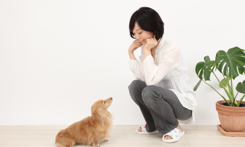 ペットOK物件特集